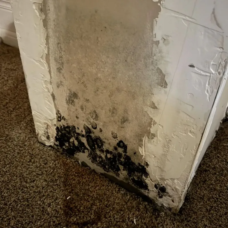 Professional Mold Removal in City of Charlottesville, VA